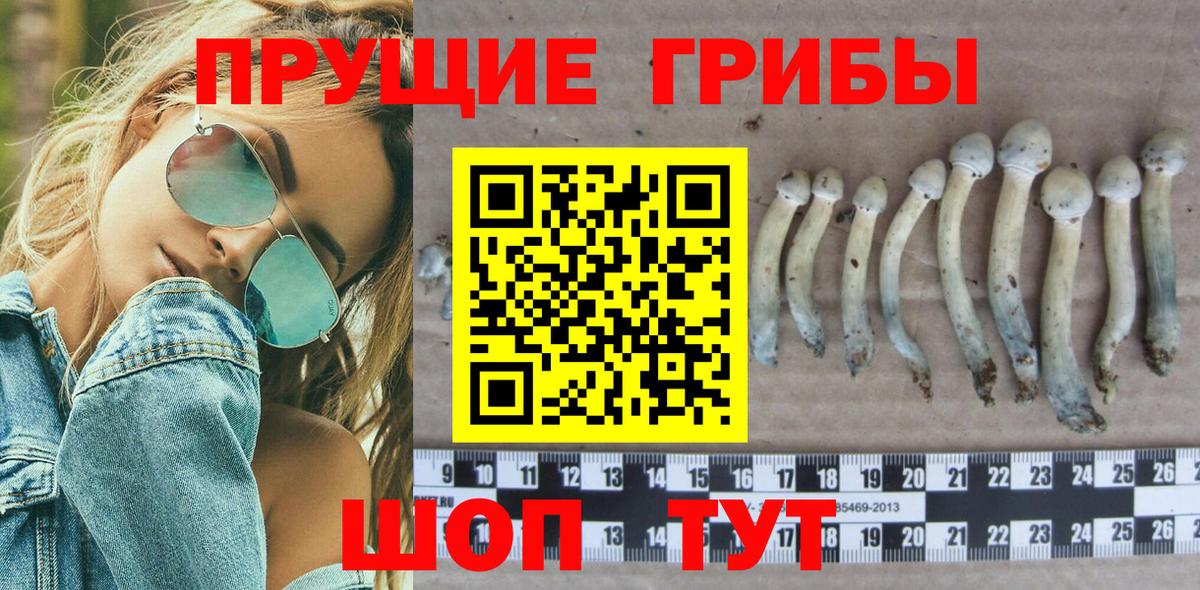 Галлюциногенные грибы Psilocybine cubensis Славгород